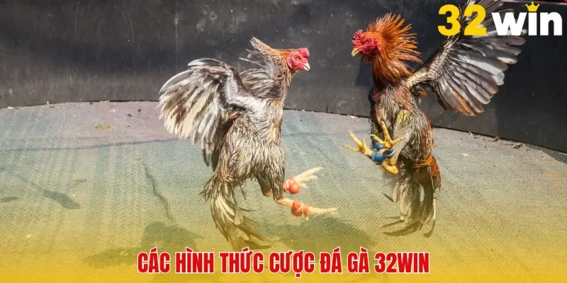 Đá Gà 32win - Sân Chơi Uy Tín Dành Cho Các Tín Đồ Yêu Thích Gà Chọi