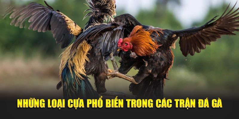 Mẹo Nuôi & Huấn Luyện Đá Gà Cựa Sắt Bách Chiến Bách Thắng