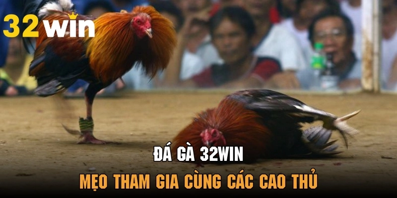 Đá Gà 32win - Sân Chơi Uy Tín Dành Cho Các Tín Đồ Yêu Thích Gà Chọi