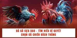 Đá Gà 32win - Sân Chơi Uy Tín Dành Cho Các Tín Đồ Yêu Thích Gà Chọi