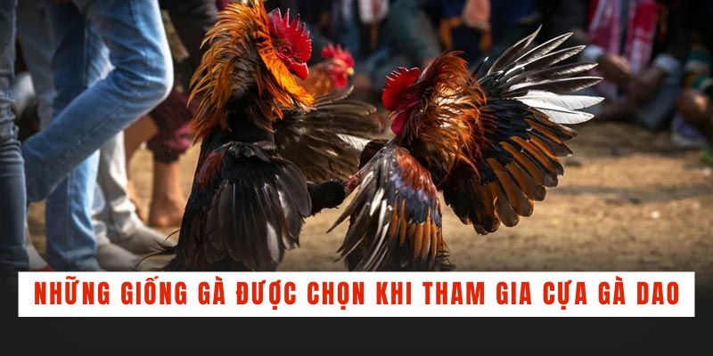 Đá Gà Cựa Dao - Tìm Hiểu Bí Quyết Chọn Gà Chiến Bách Thắng