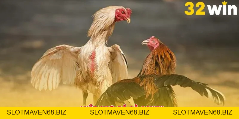 Đá Gà 32win - Sân Chơi Uy Tín Dành Cho Các Tín Đồ Yêu Thích Gà Chọi