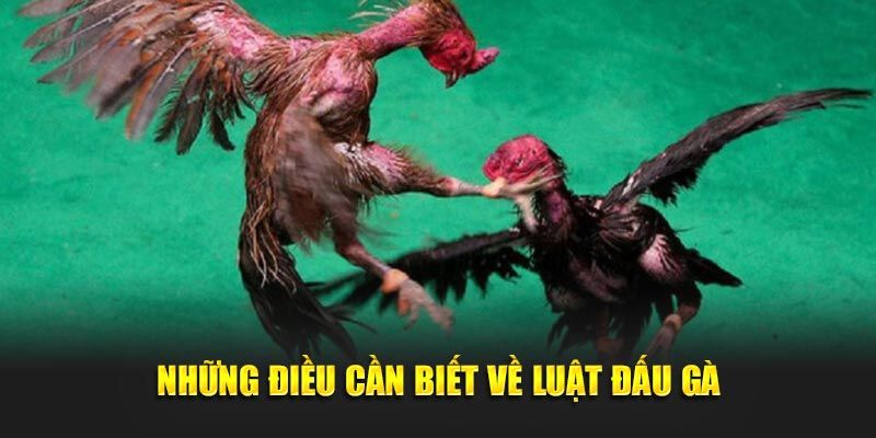 Mẹo Nuôi & Huấn Luyện Đá Gà Cựa Sắt Bách Chiến Bách Thắng