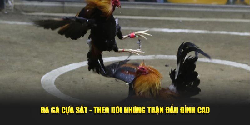 Mẹo Nuôi & Huấn Luyện Đá Gà Cựa Sắt Bách Chiến Bách Thắng