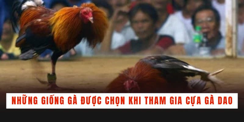 Đá Gà Cựa Dao - Tìm Hiểu Bí Quyết Chọn Gà Chiến Bách Thắng